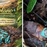 BAHÍA SOLANO BRILLA CON SU BIODIVERSIDAD Y SUS GUARDIANES NATURALES