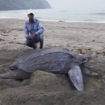 PLAYÓN DE ACANDÍ PROTEGIDO: CODECHOCÓ RESTRINGE EL INGRESO PARA CONSERVAR TORTUGAS MARINAS