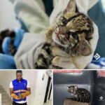CACHORRO DE FELINO SILVESTRE RECIBE ATENCIÓN ESPECIALIZADA EN ISTMINA