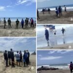 CODECHOCÓ LIDERA ACCIONES URGENTES PARA DISPOSICIÓN SEGURA DE CACHALOTE VARADO EN BAHÍA SOLANO