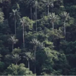 MAPFRE COMPENSÓ MÁS DE 20.800 TONELADAS DE CARBONO CON PROYECTO DE CONSERVACIÓN EN EL CHOCÓ.